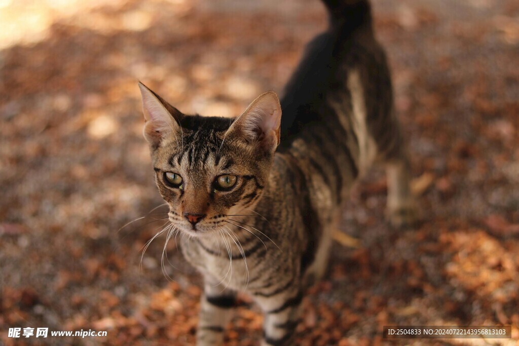 猫