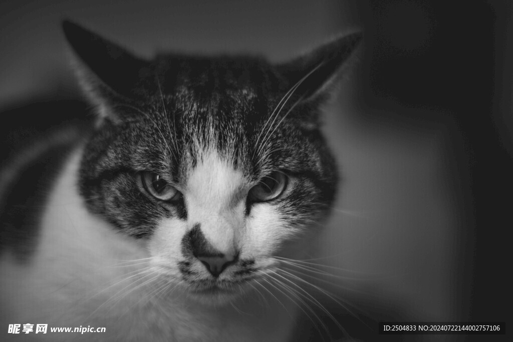 猫