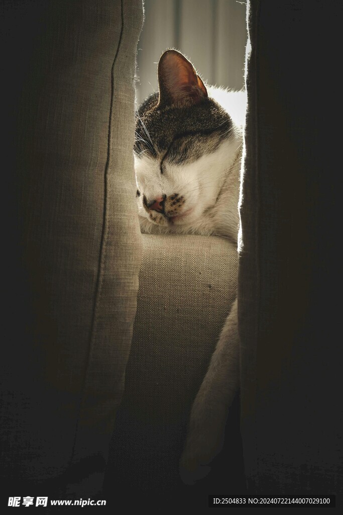 猫