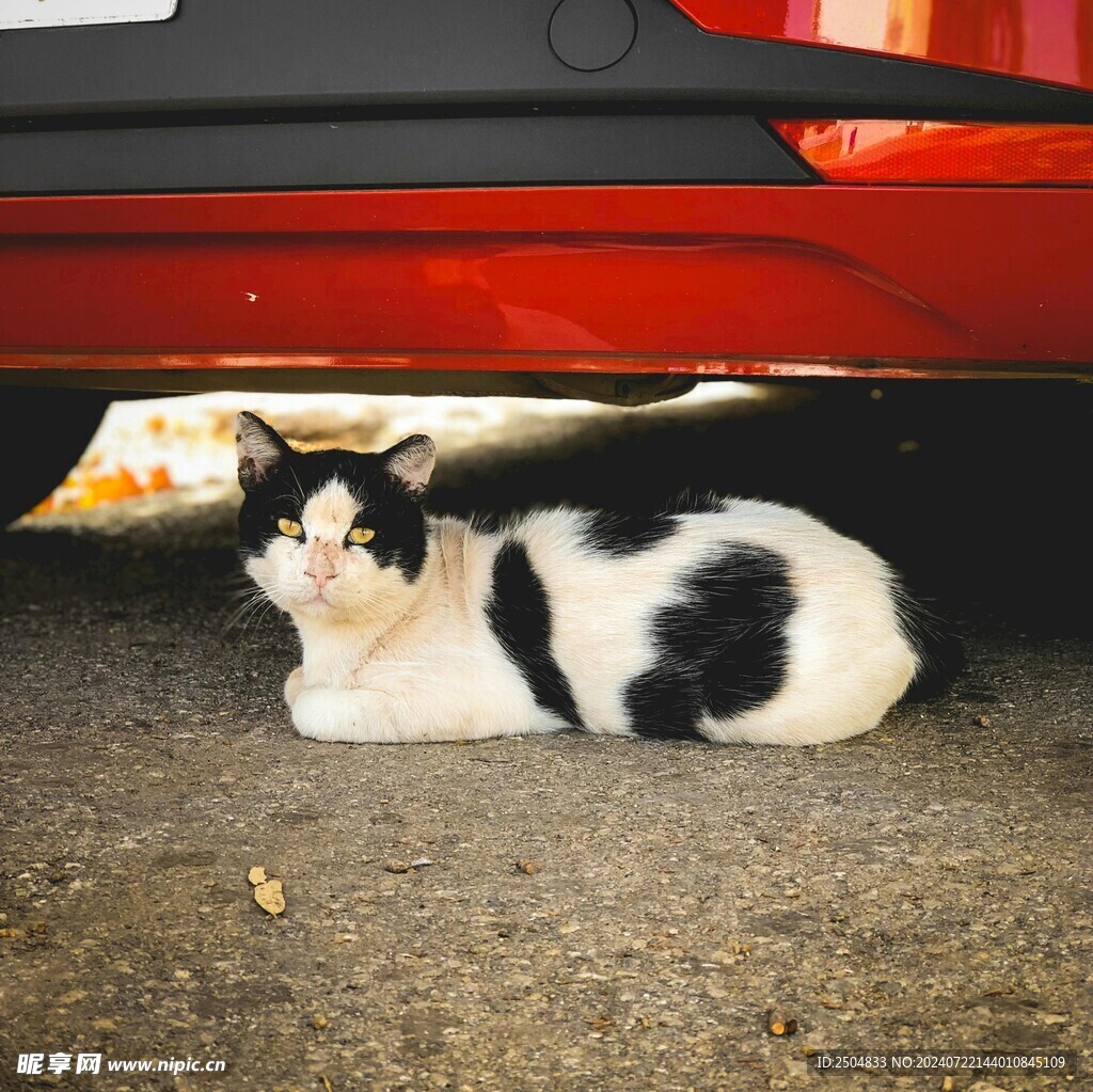 猫