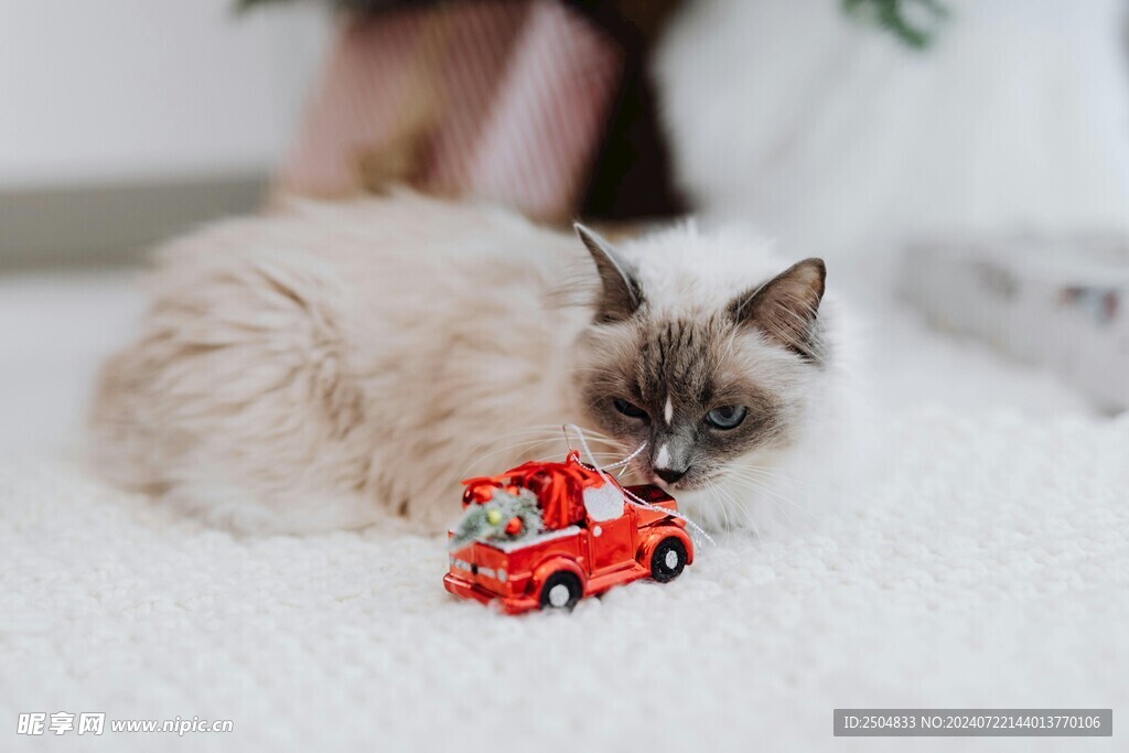 猫