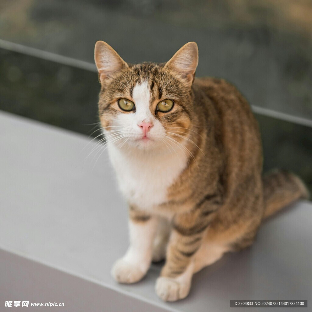 猫