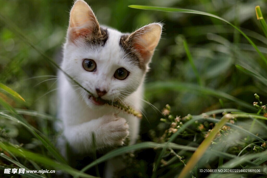猫