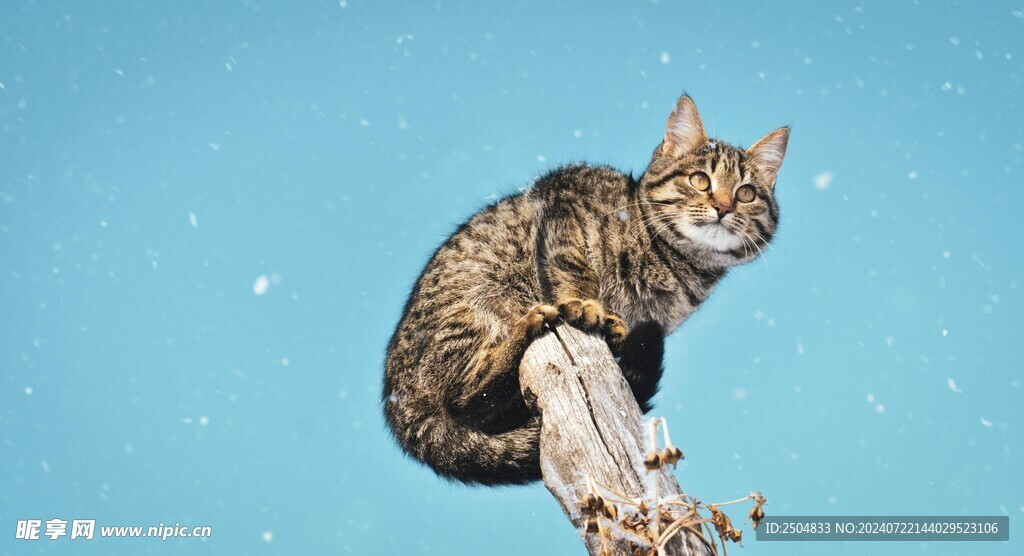 猫