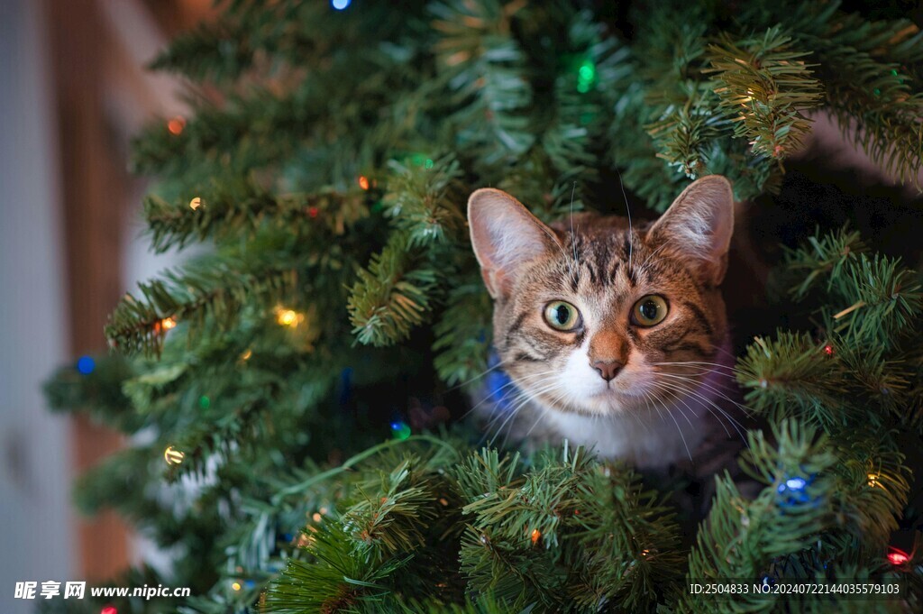 猫