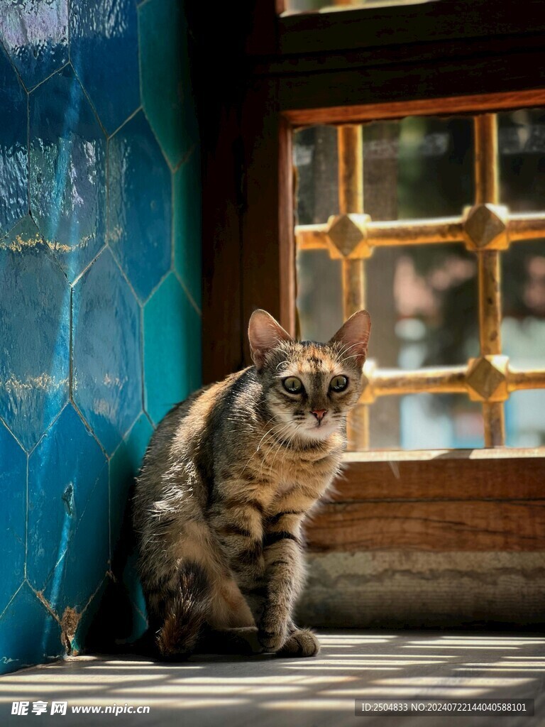 猫