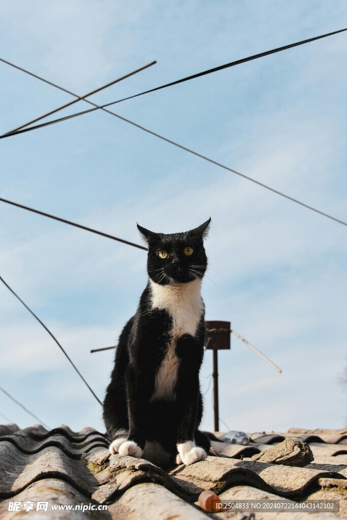 猫