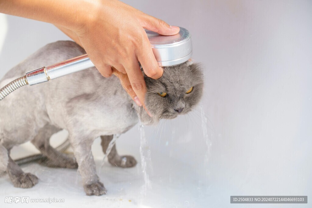 猫