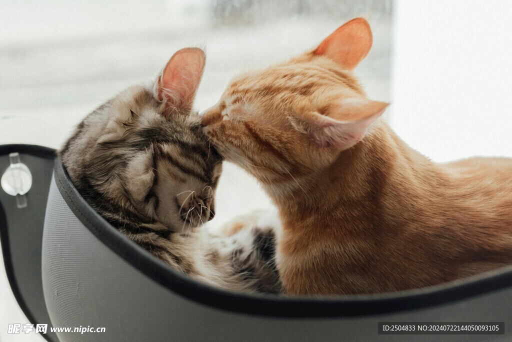 猫