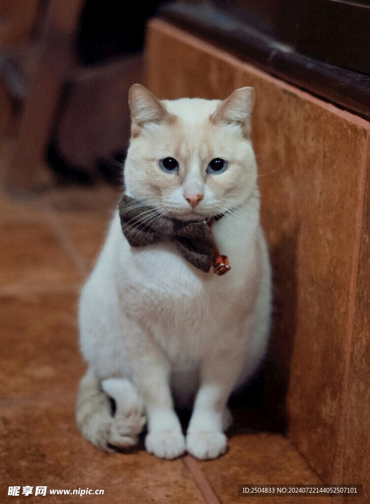猫