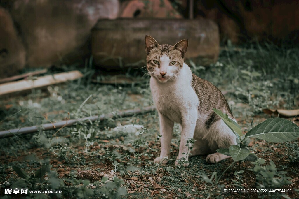 猫