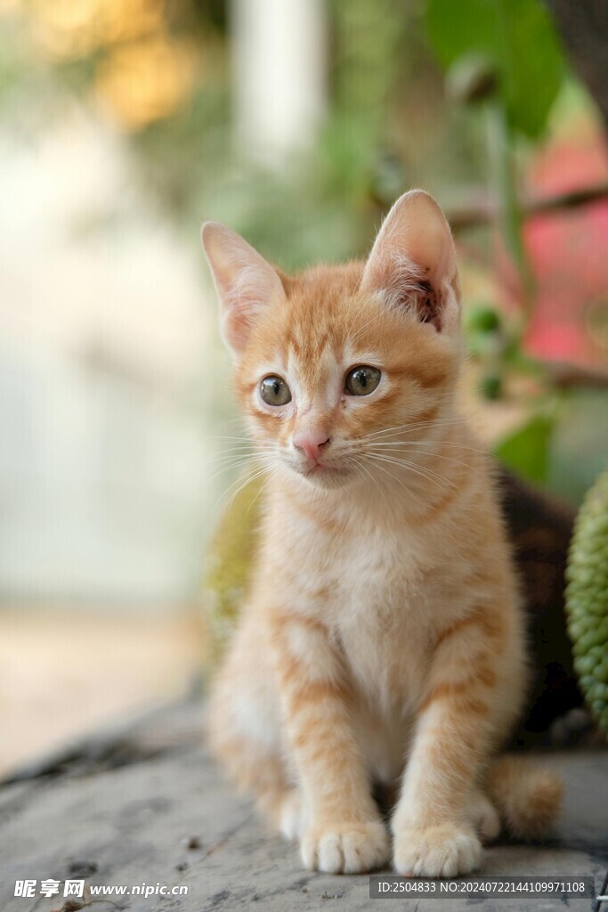 猫