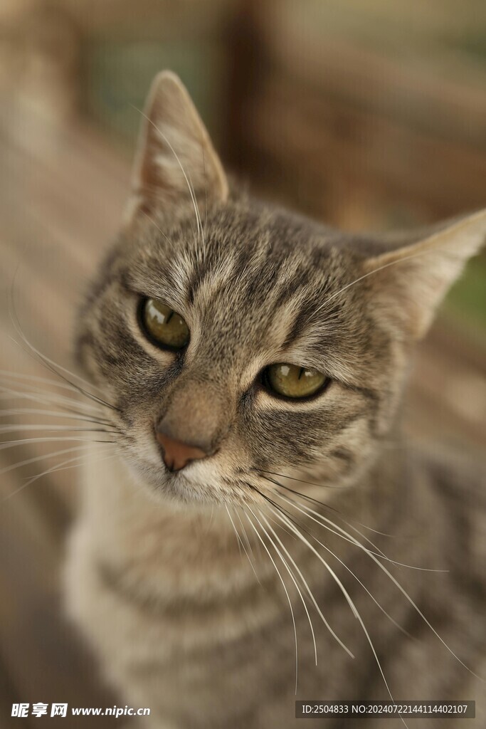 猫