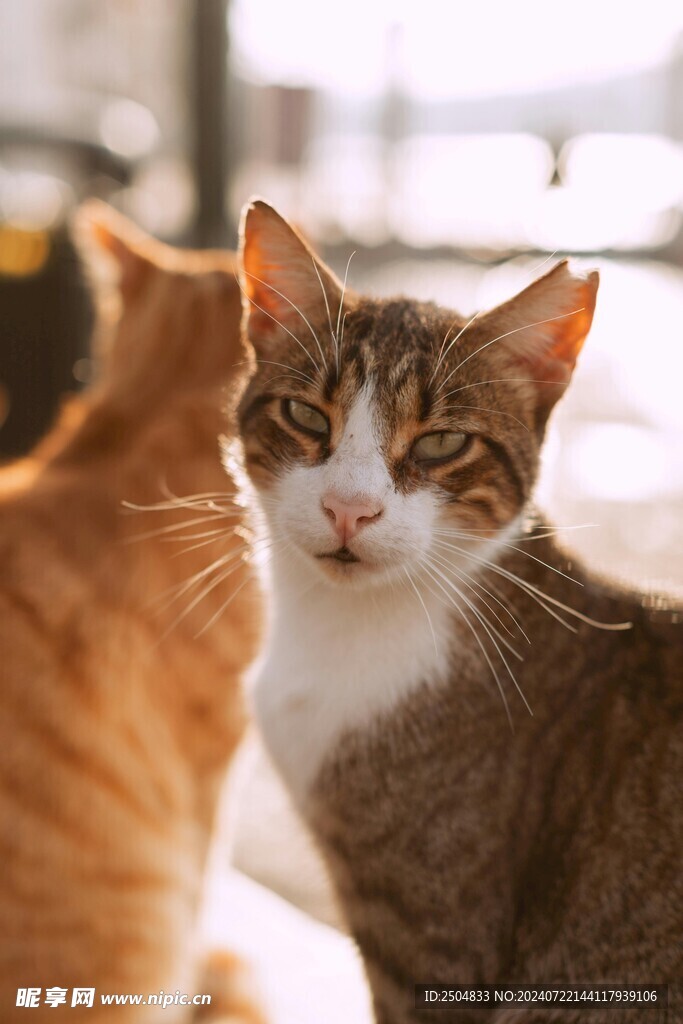 猫