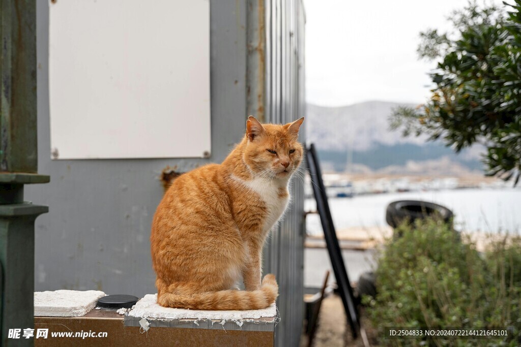 猫