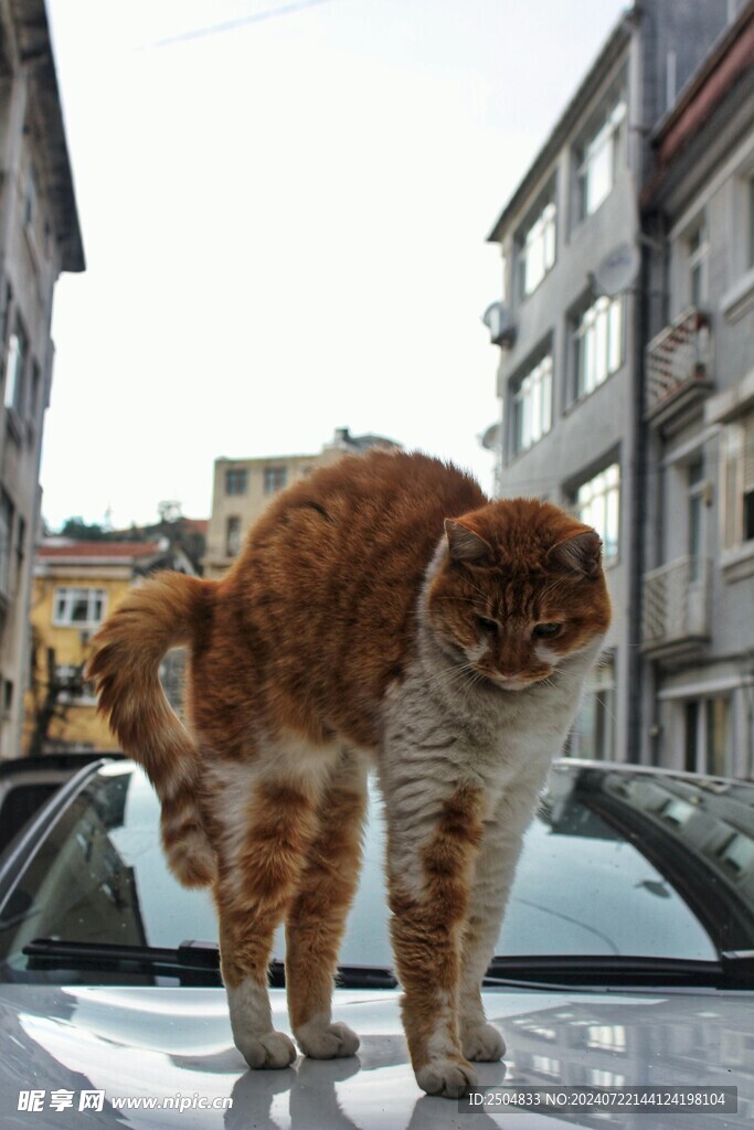 猫