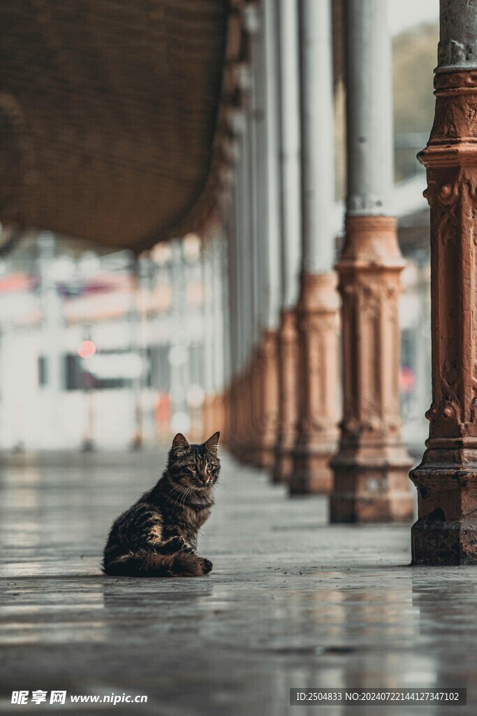 猫