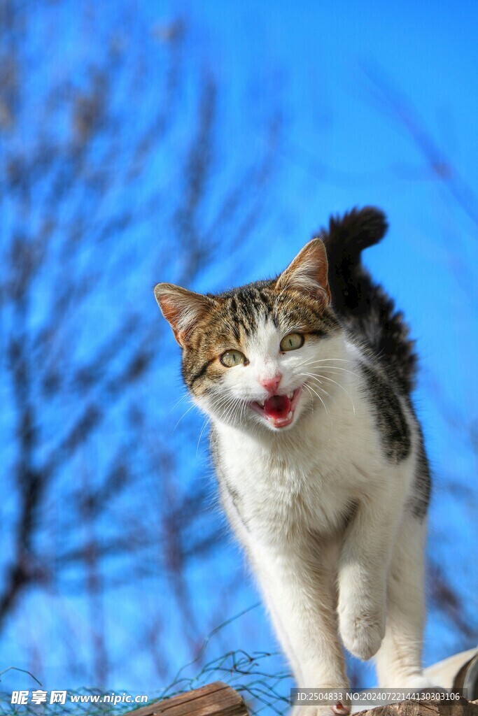 猫