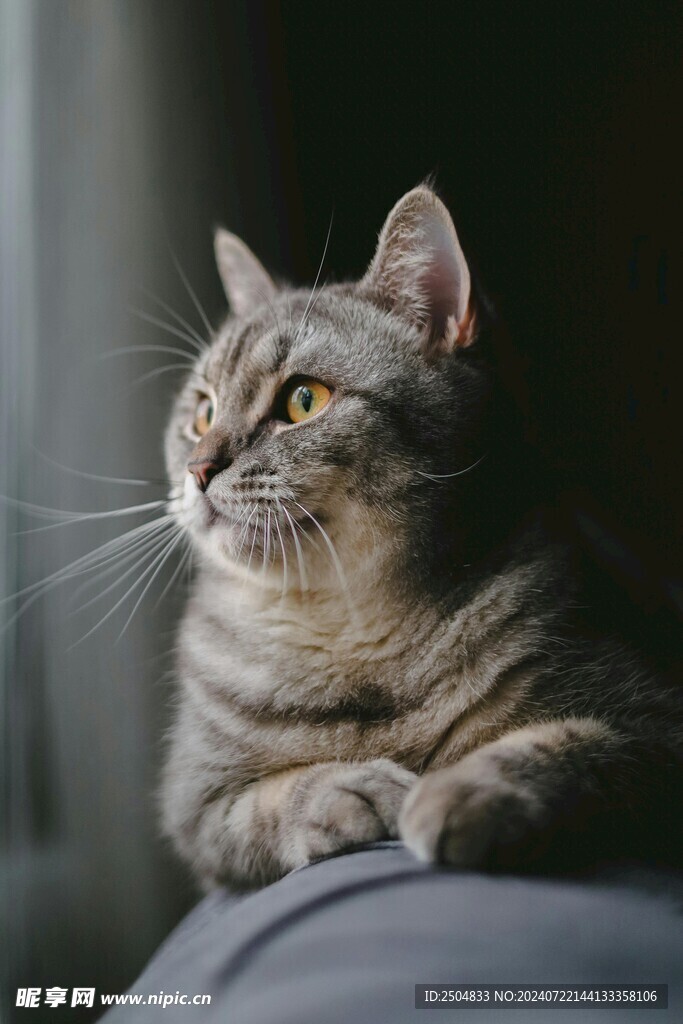 猫