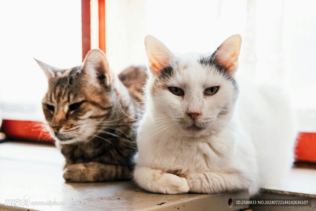 猫