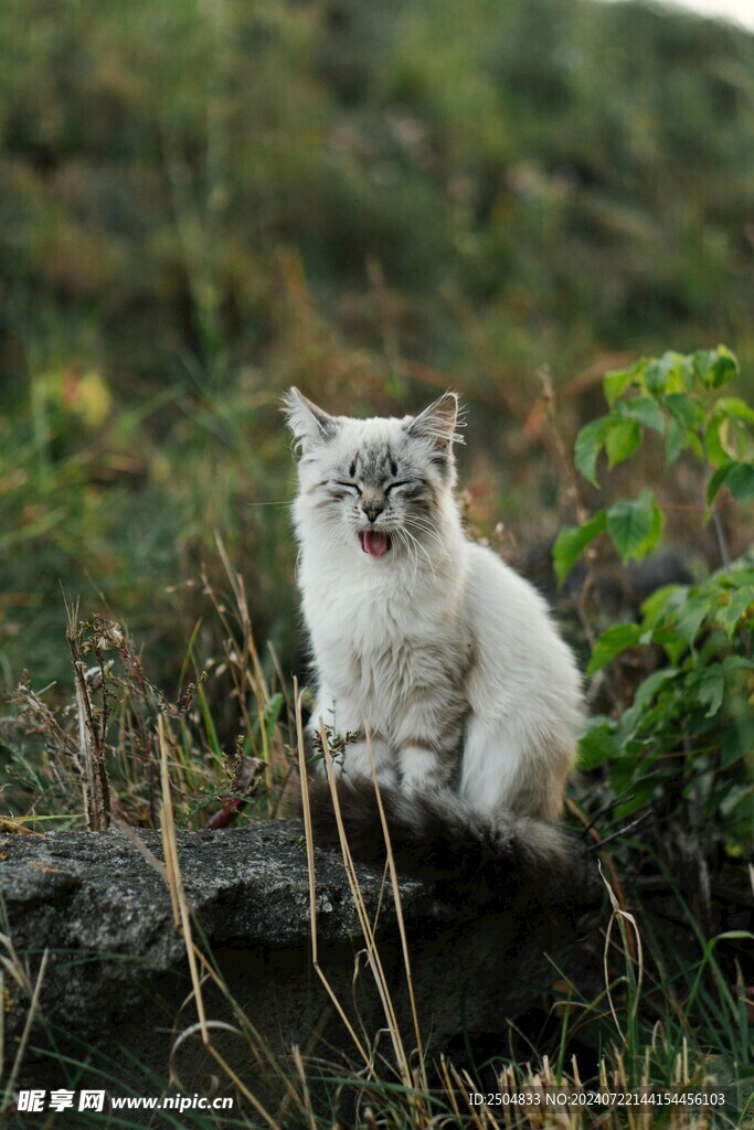 猫