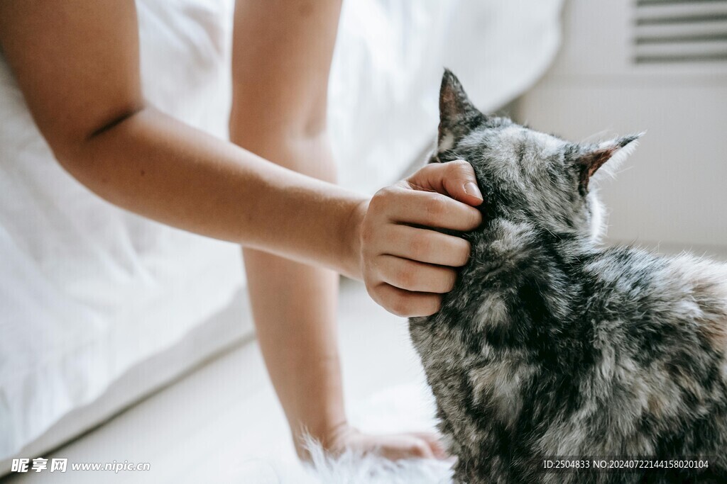 猫