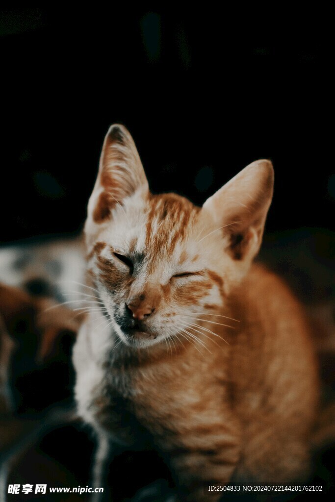 猫