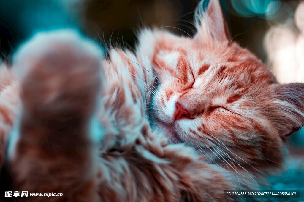 猫