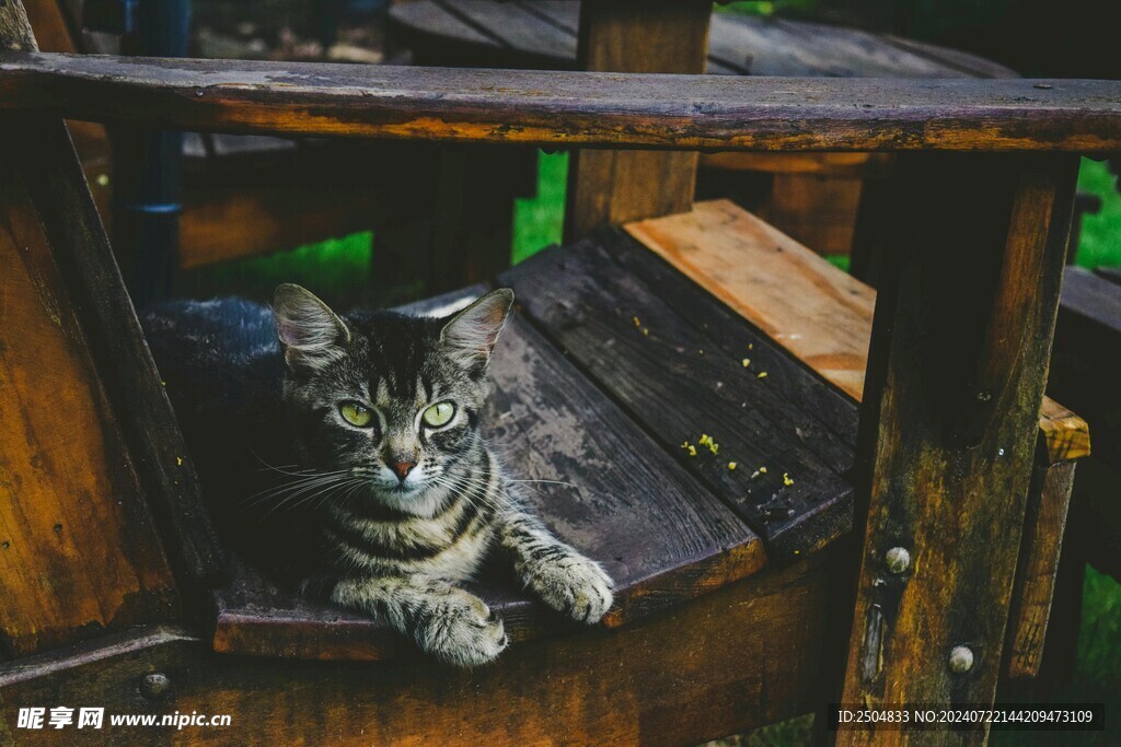 猫