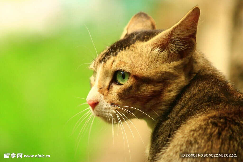 猫