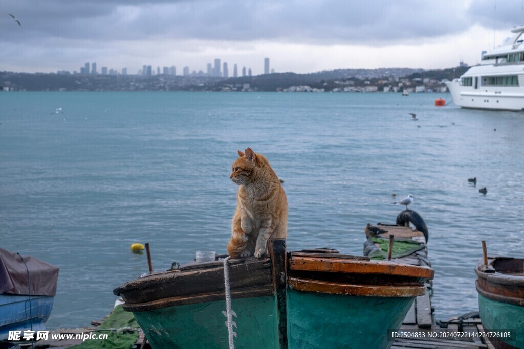 猫