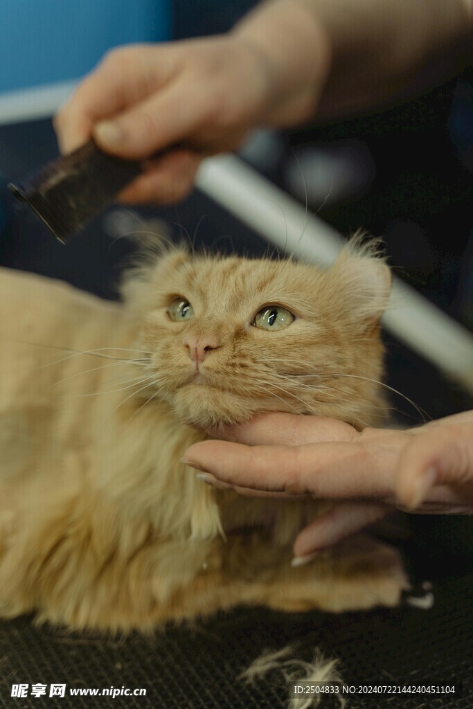 猫