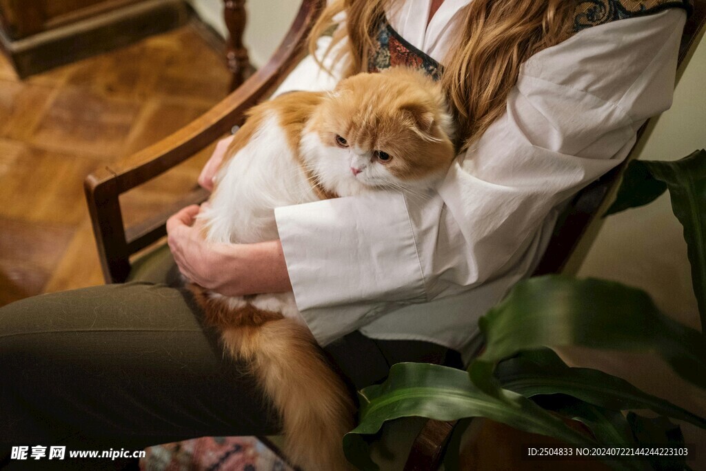 猫