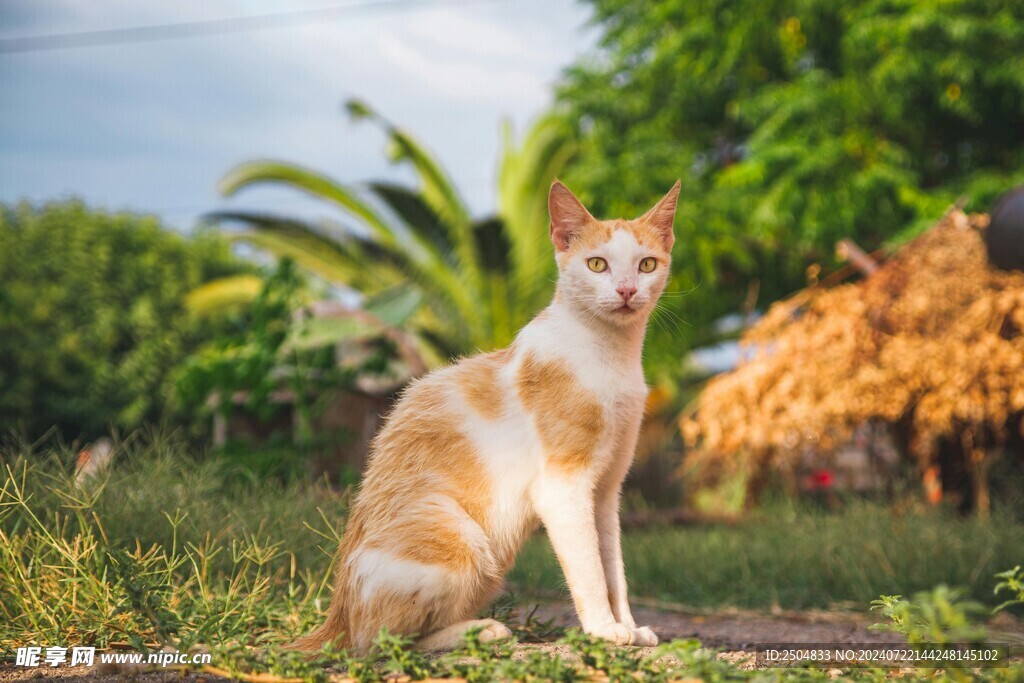猫