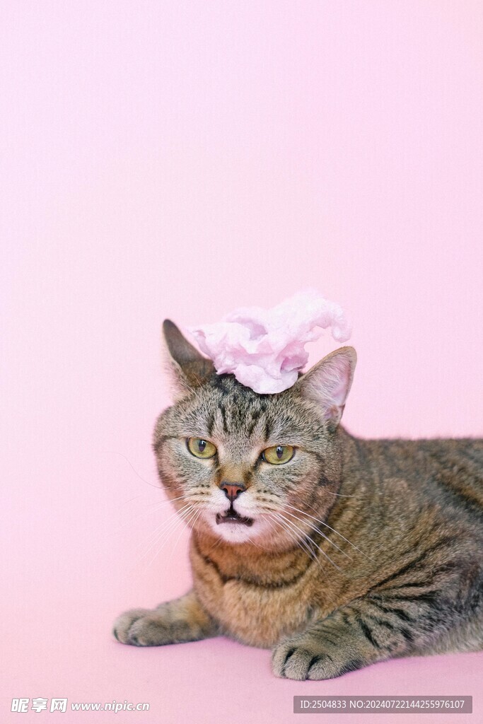 猫