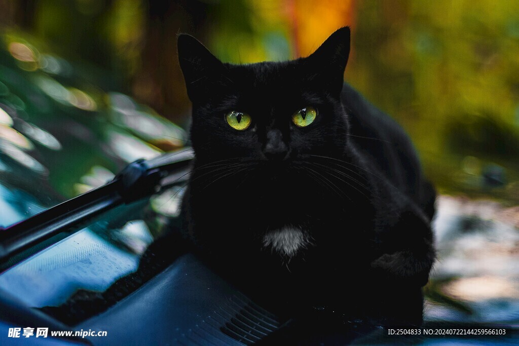 猫