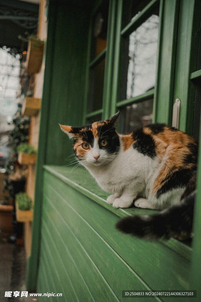 猫