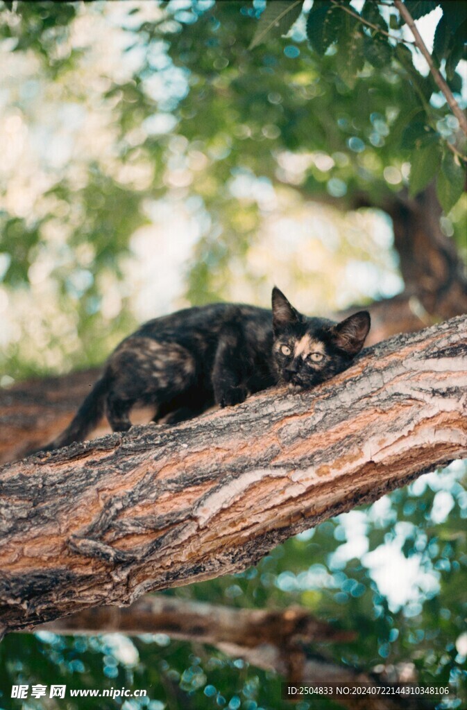 猫