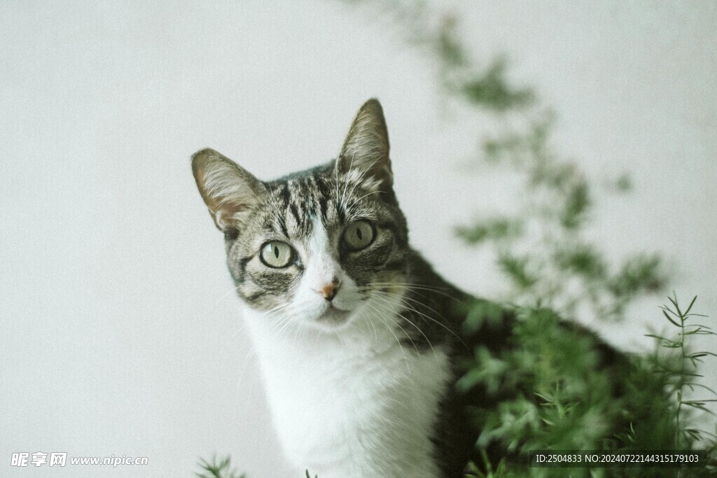 猫