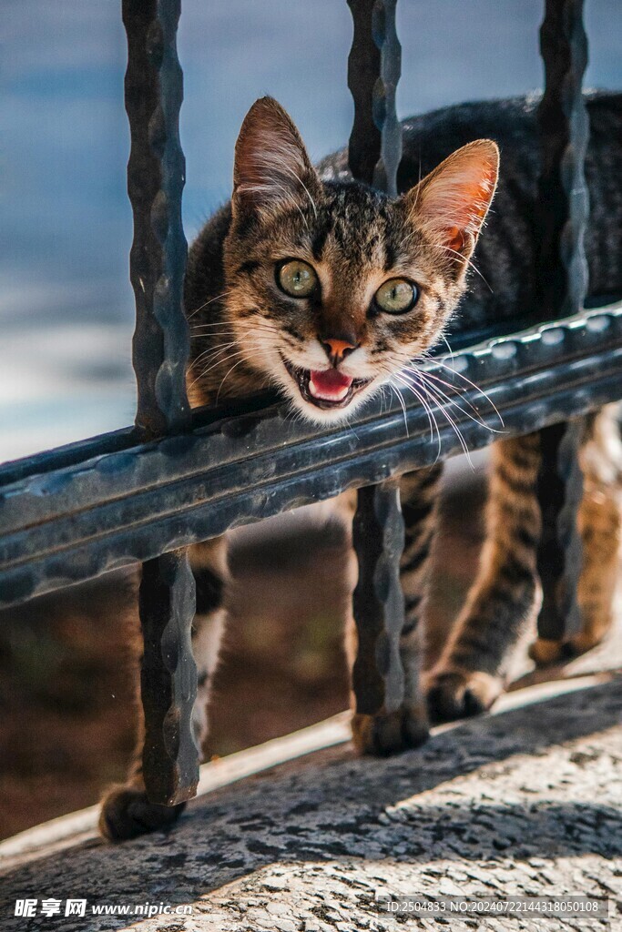 猫