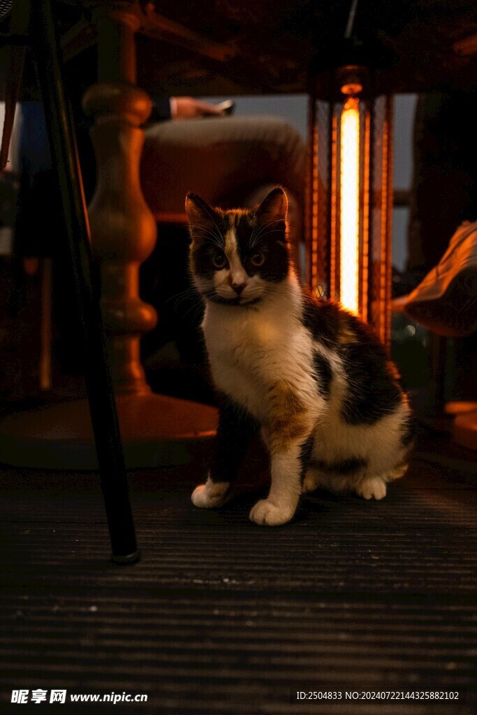 猫