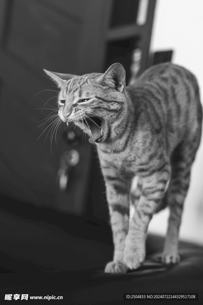 猫
