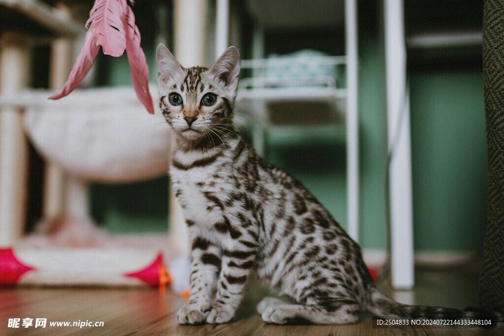 猫