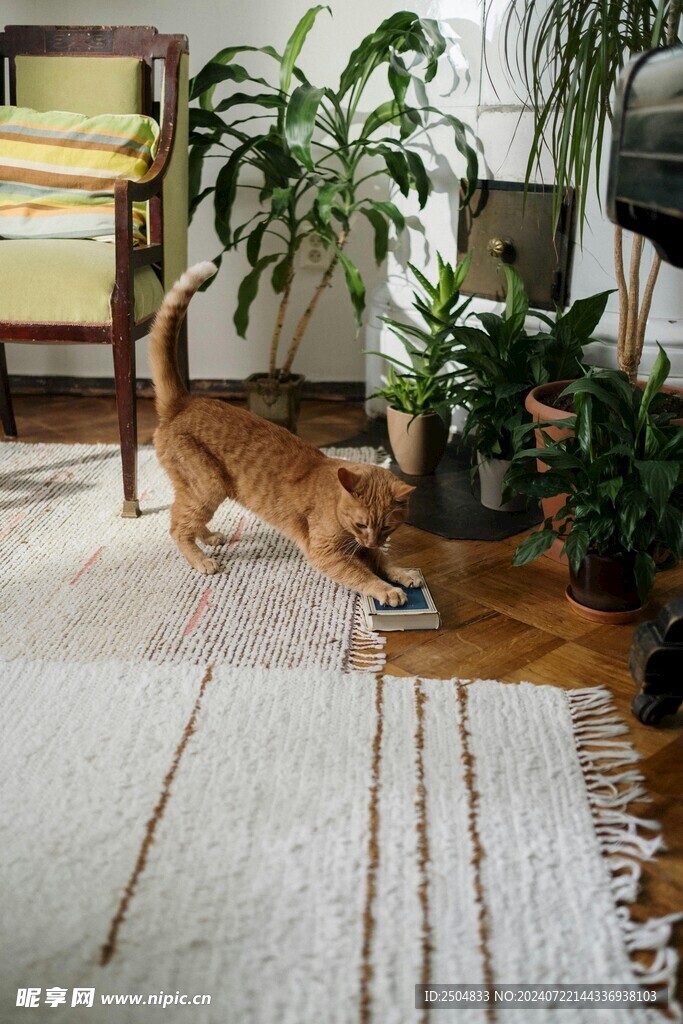 猫