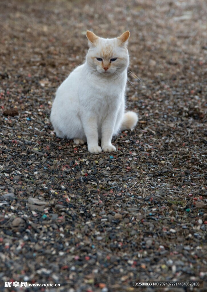 猫