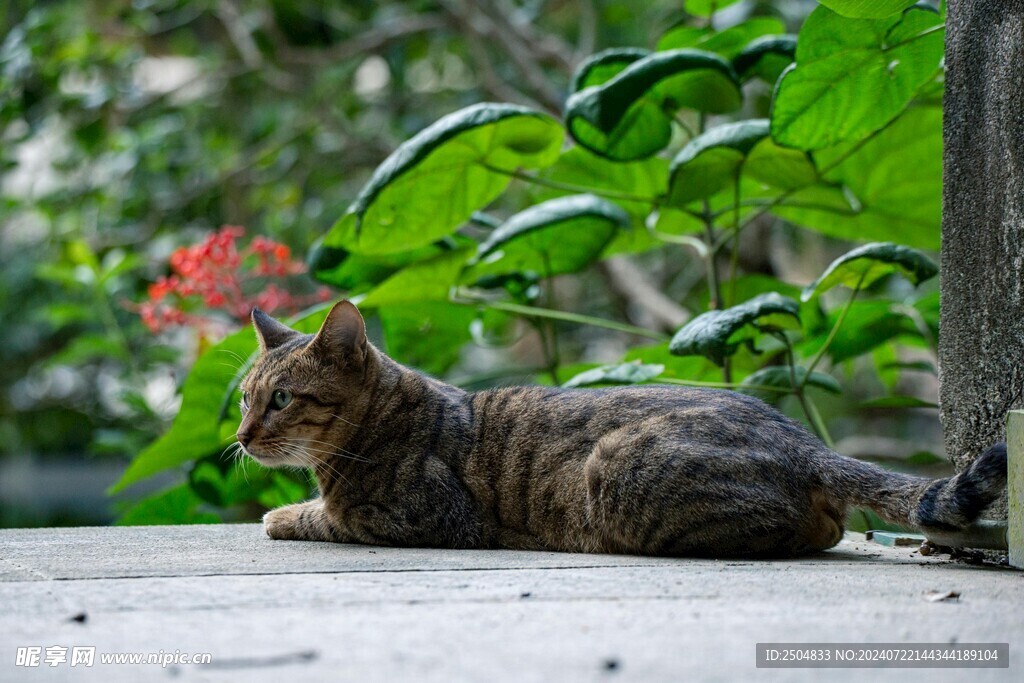 猫