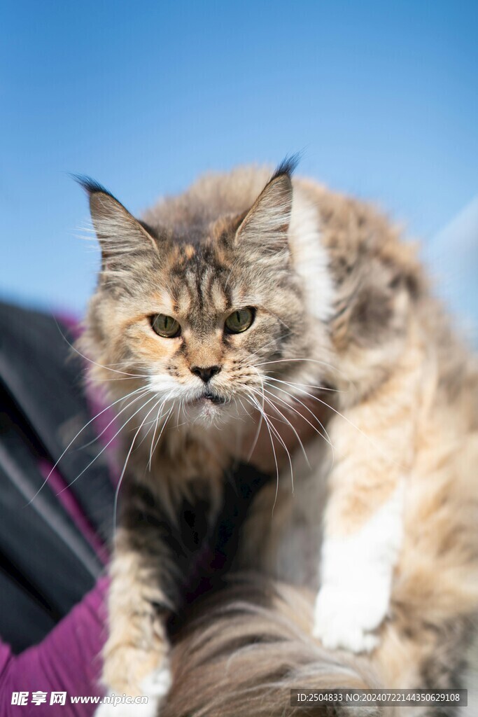 猫