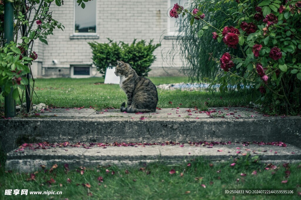 猫