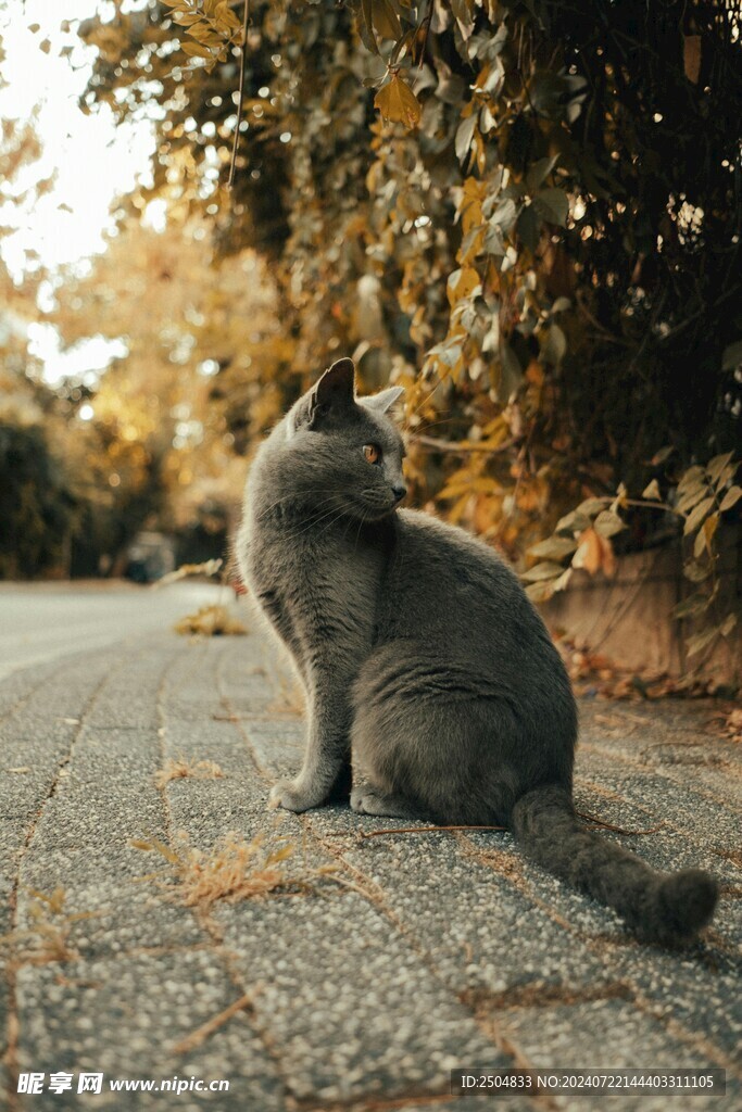 猫