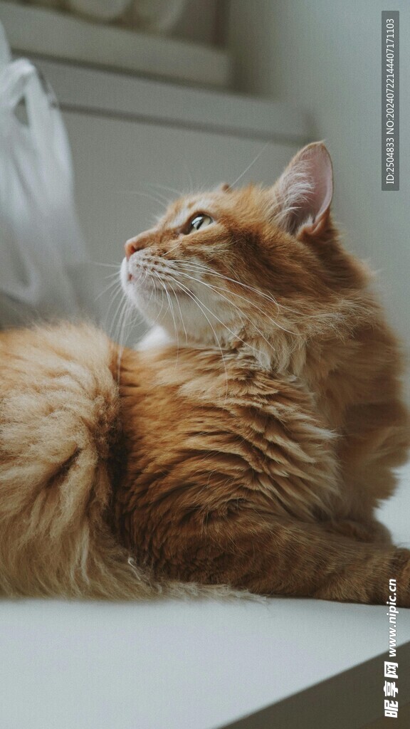 猫